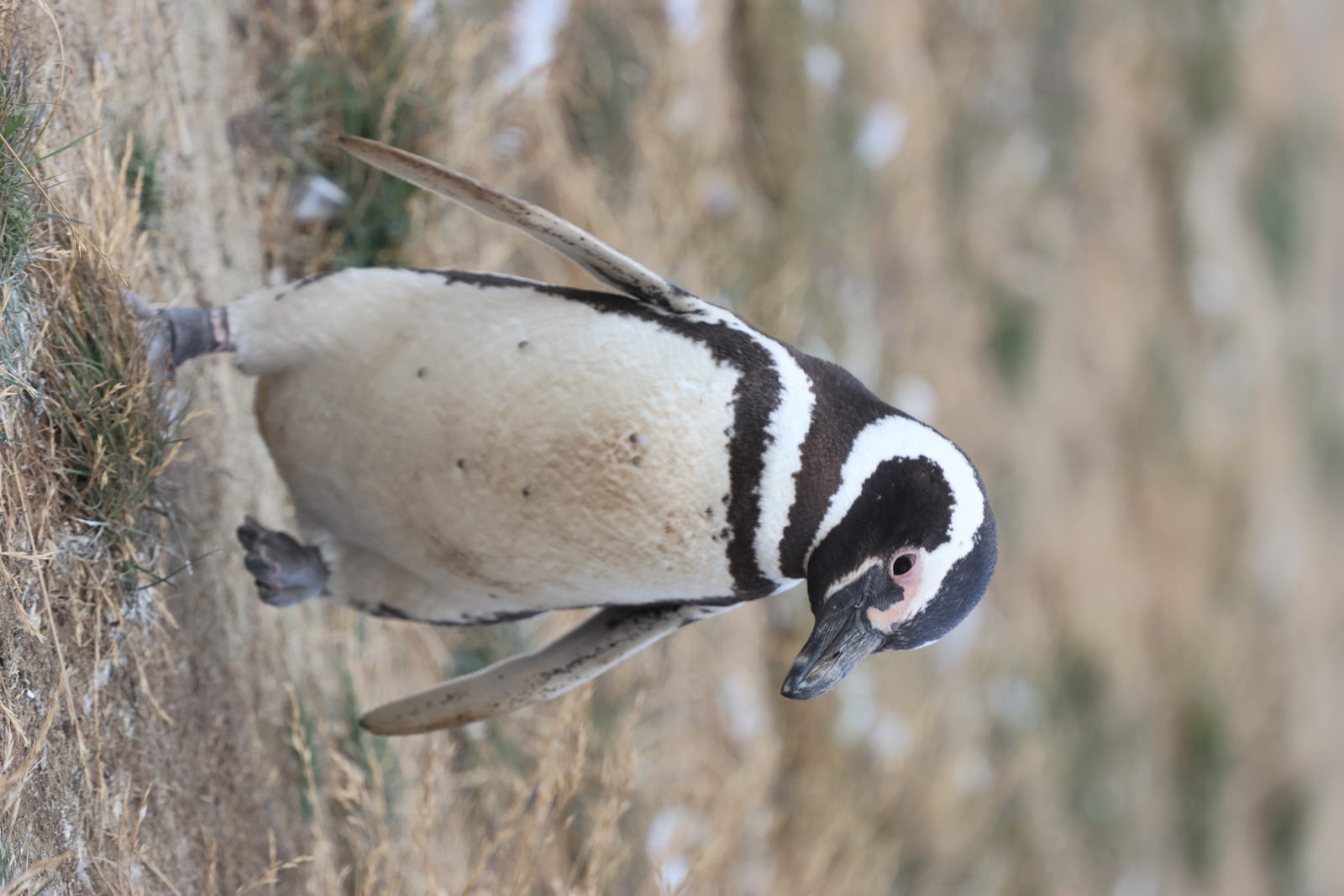 Magellanic penguin