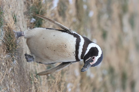 Day 3: Isla Magdalena Penguin Colony