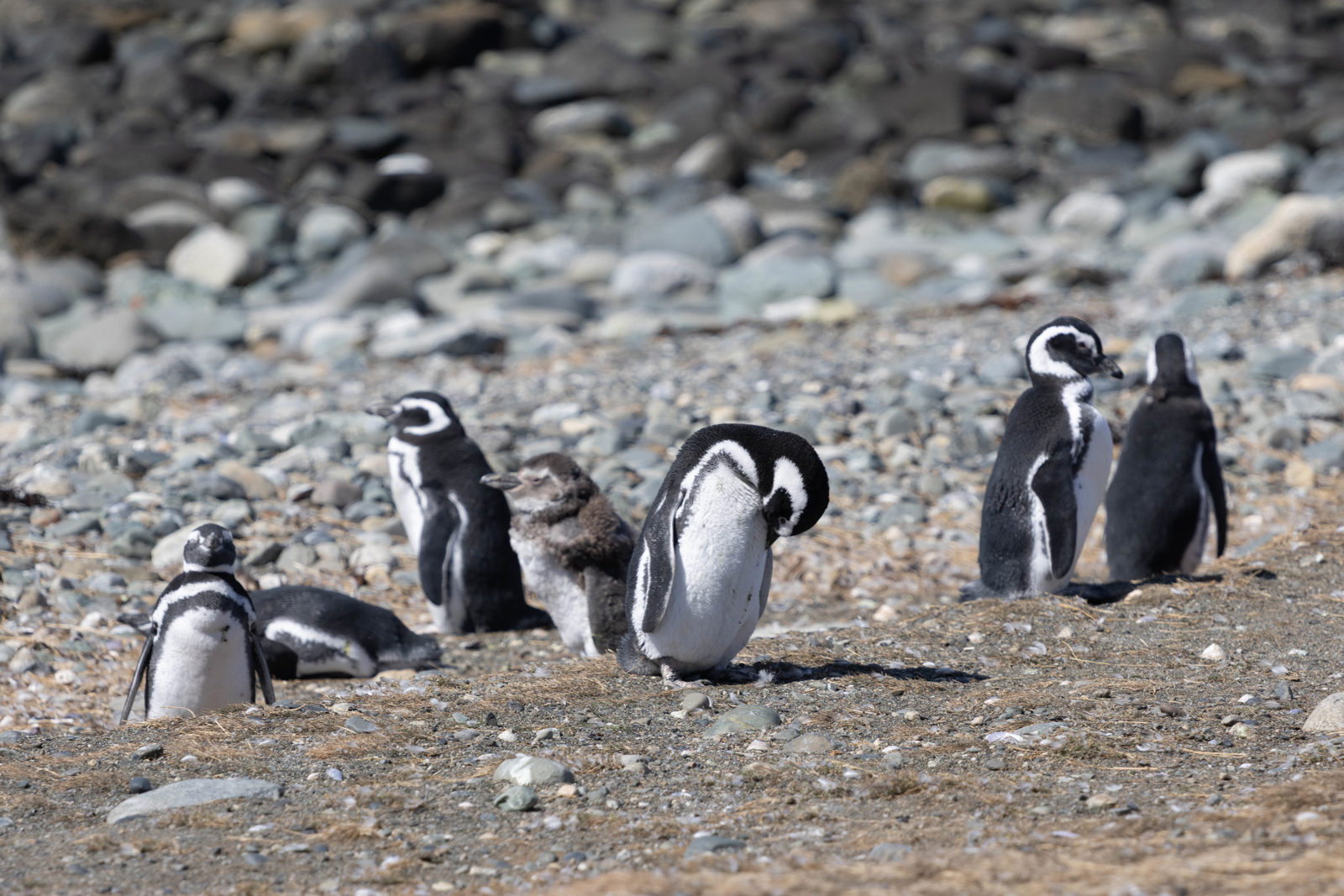 Magellanic penguins standing and resting on the rocky shoreline of Isla Magdalena in Patagonia.