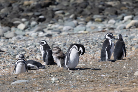 Magellanic penguin