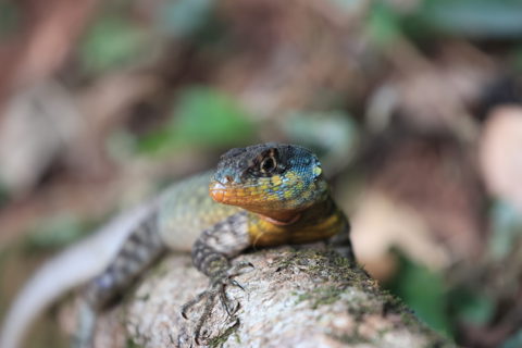 Western Collared Spiny Lizard