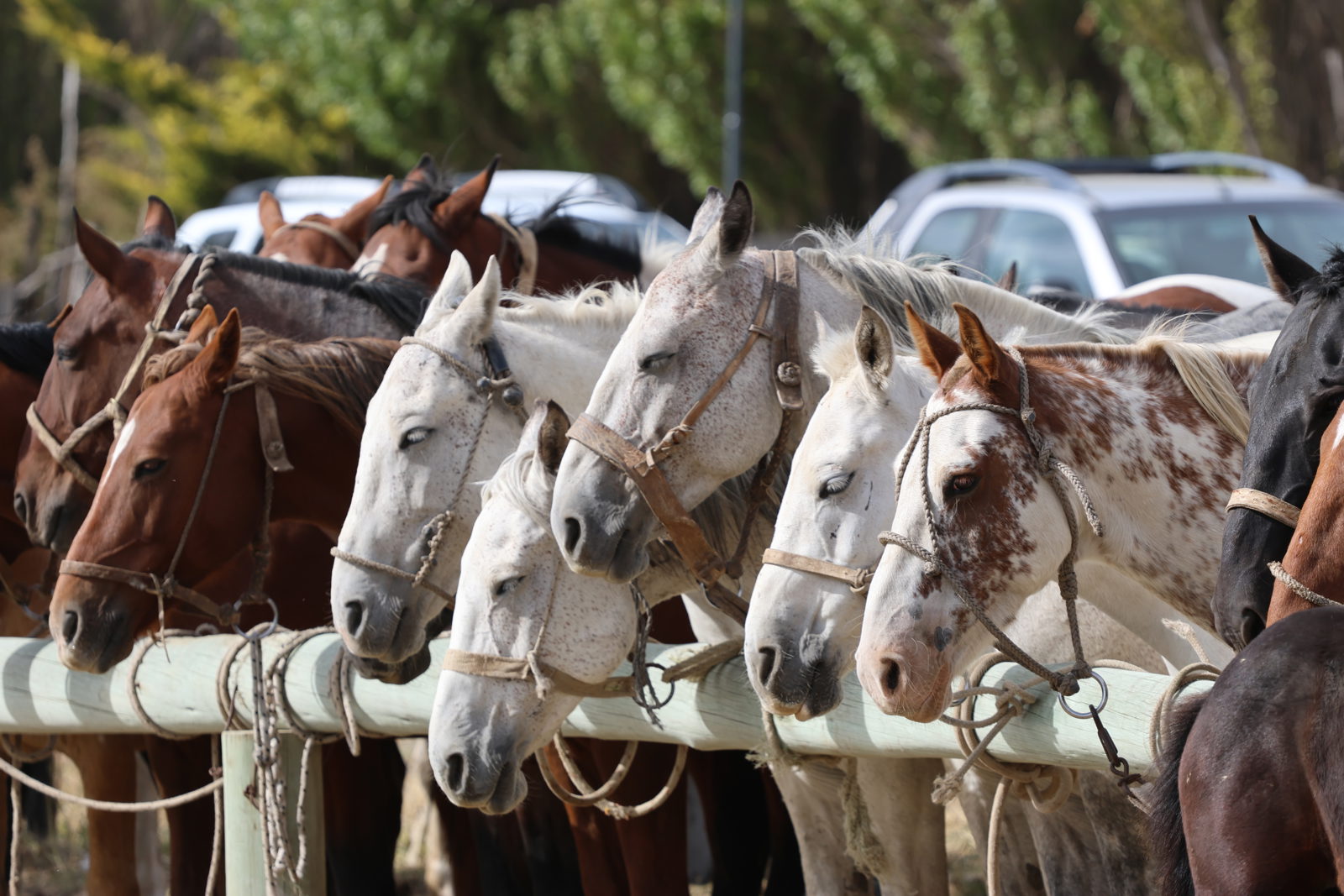 Saddled horses waiting beside the arena during a traditional gaucho doma festival in El Calafate, Argentina.