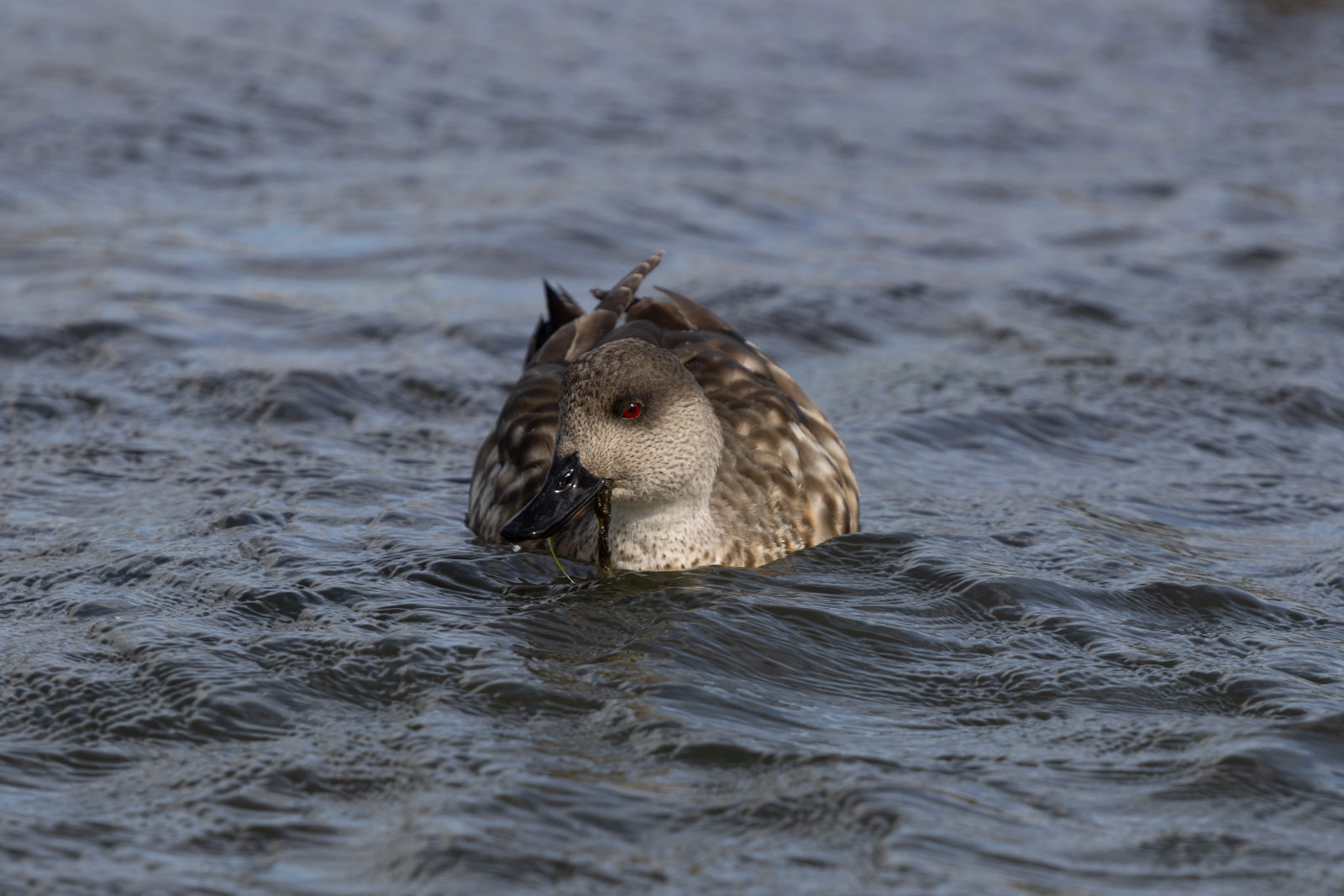 Crested duck