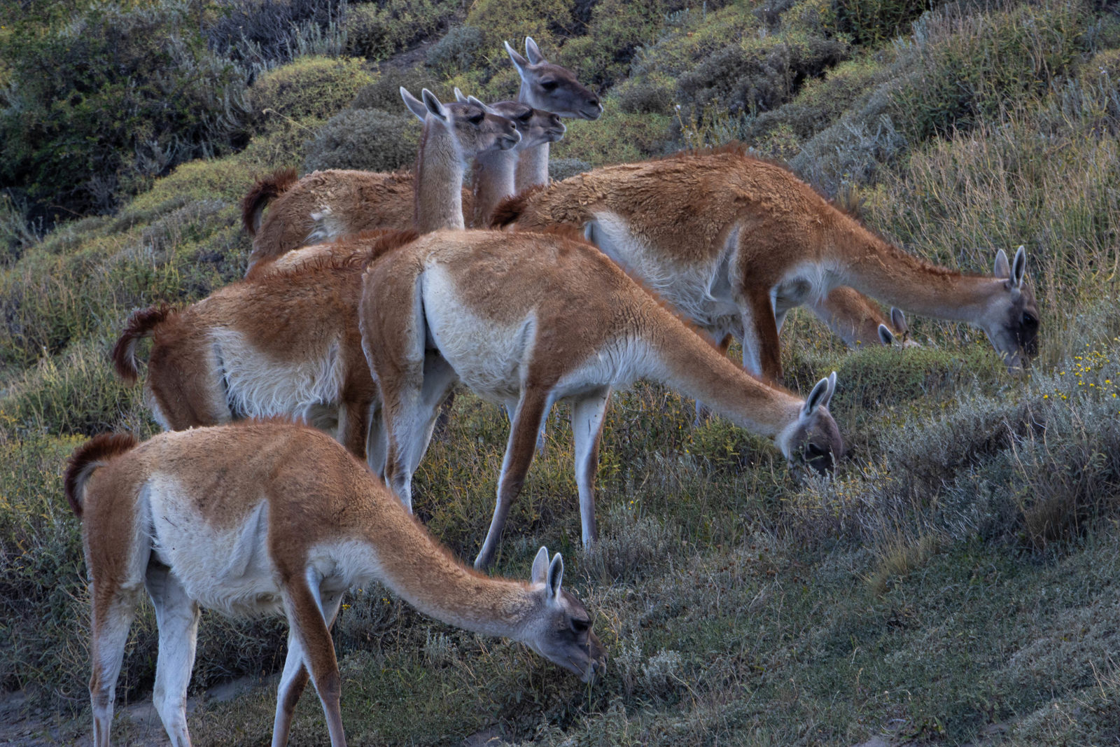 Guanaco