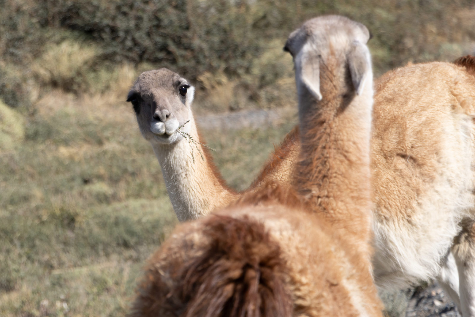 curious-guanaco-close-up-patagonia.jpg