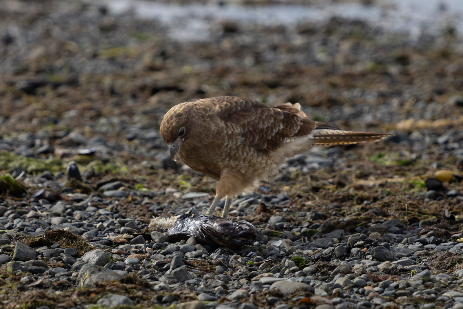 Chimango caracara