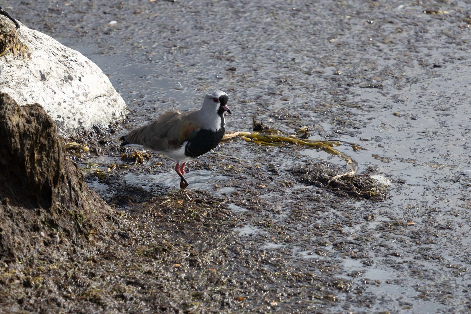 Southern lapwing