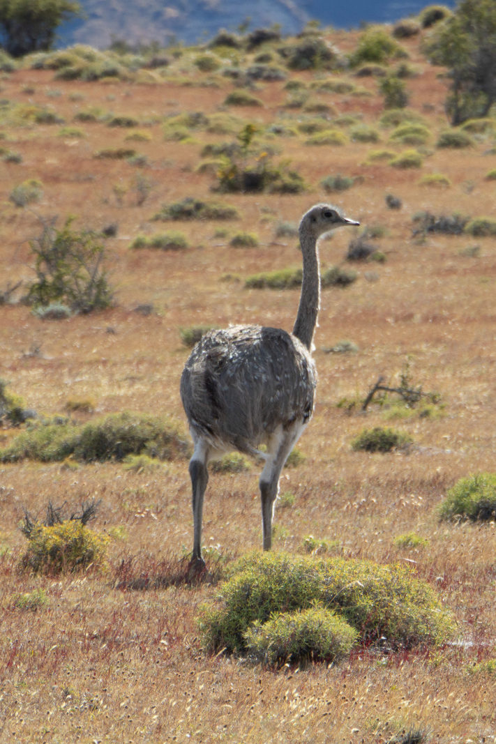 Darwin's rhea (ñandú)
