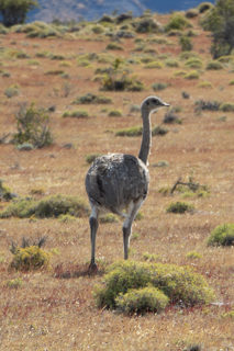 Darwin's rhea (ñandú)