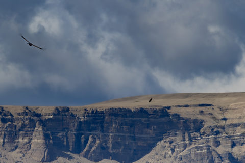 Andean condor