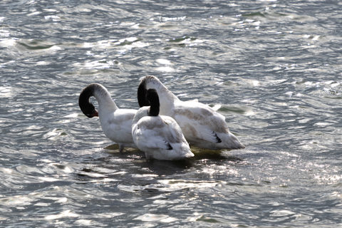 Black-necked swan