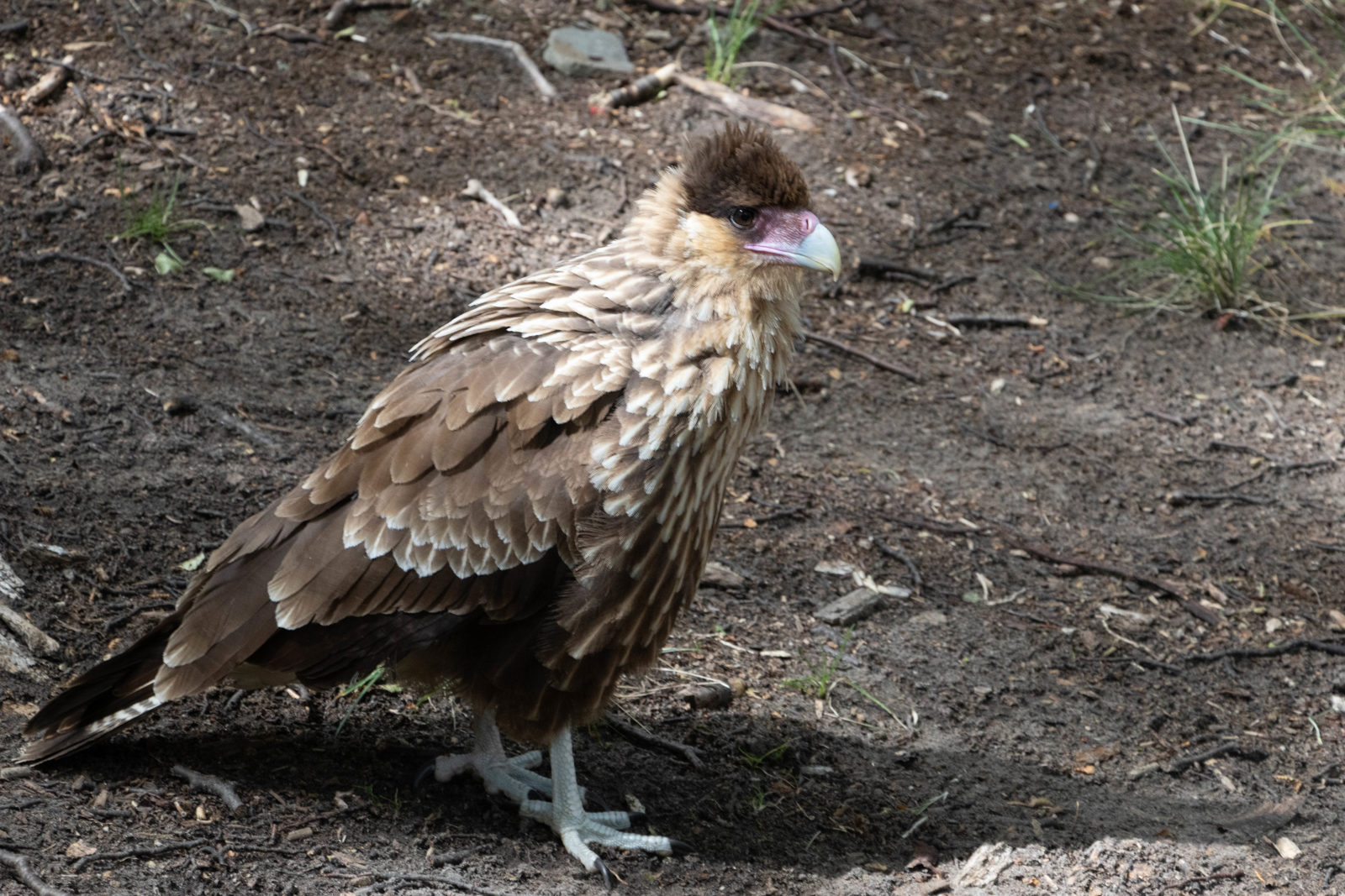 Chimango Caracara walking on the ground at Campamento Poincenot on the Fitz Roy trail in Patagonia.