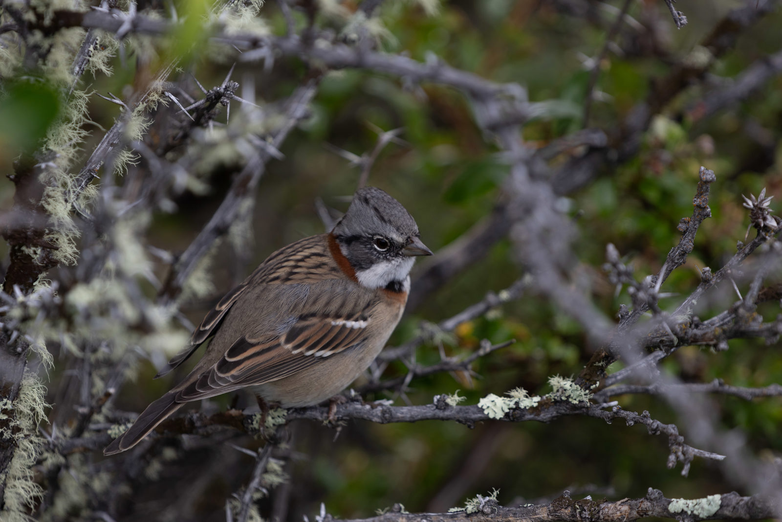 Rufous-collared Sparrow