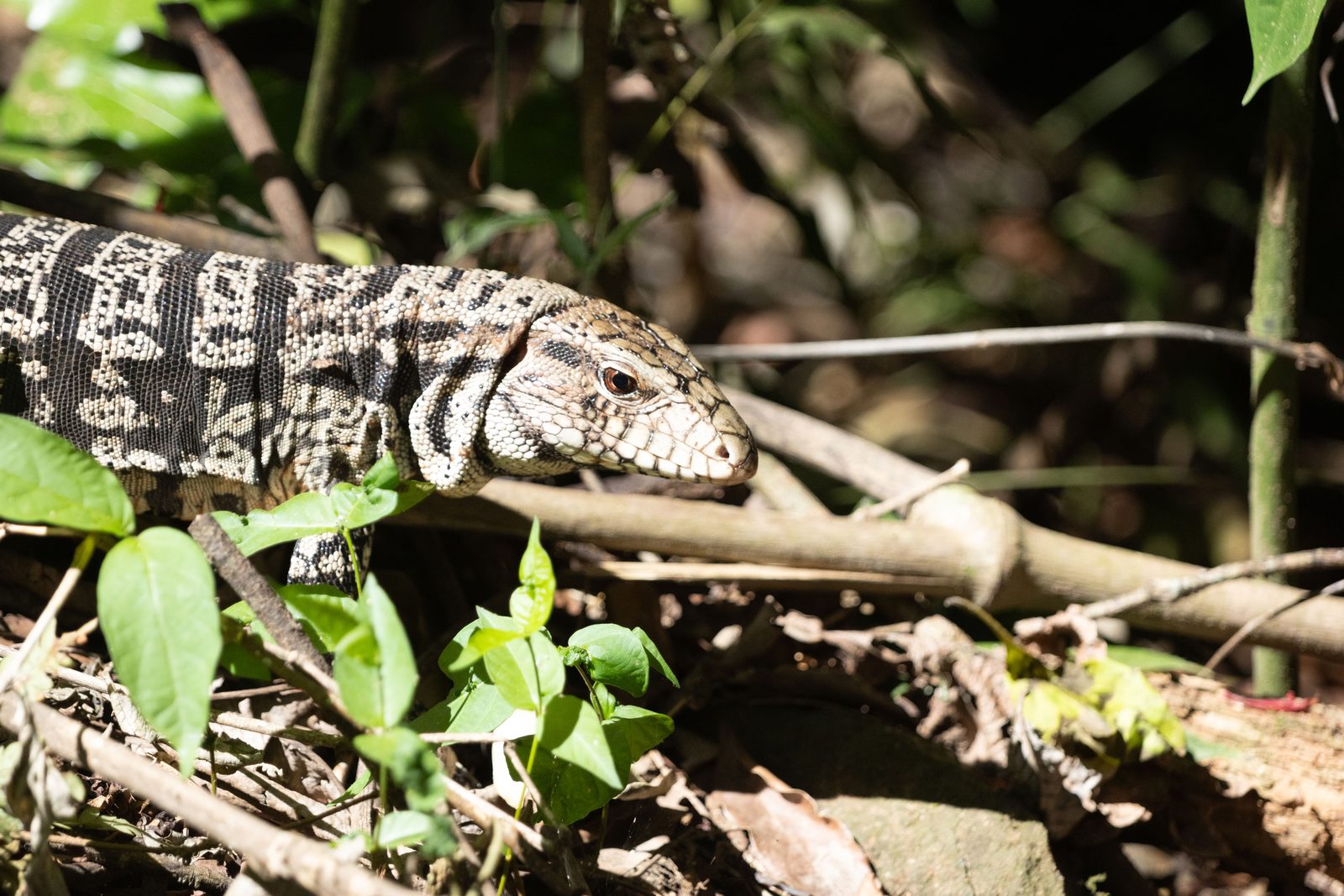 Argentine Black-and-white Tegu basking beside a trail in Iguazú National Park, Argentina.