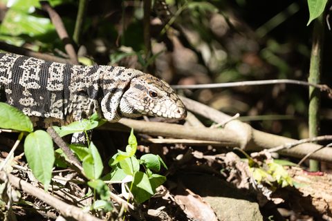 Argentine Black‑and‑white Tegu