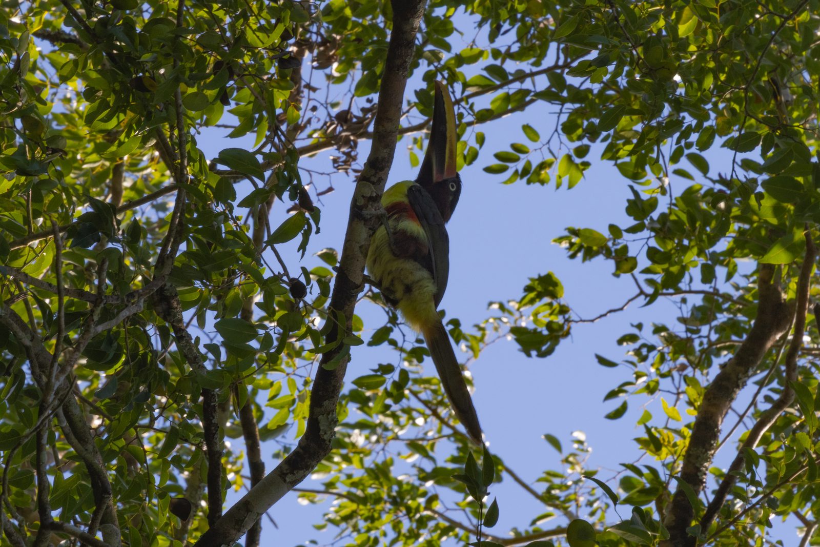 Black-necked Aracari perched in the rainforest canopy in Iguazú National Park, Argentina.