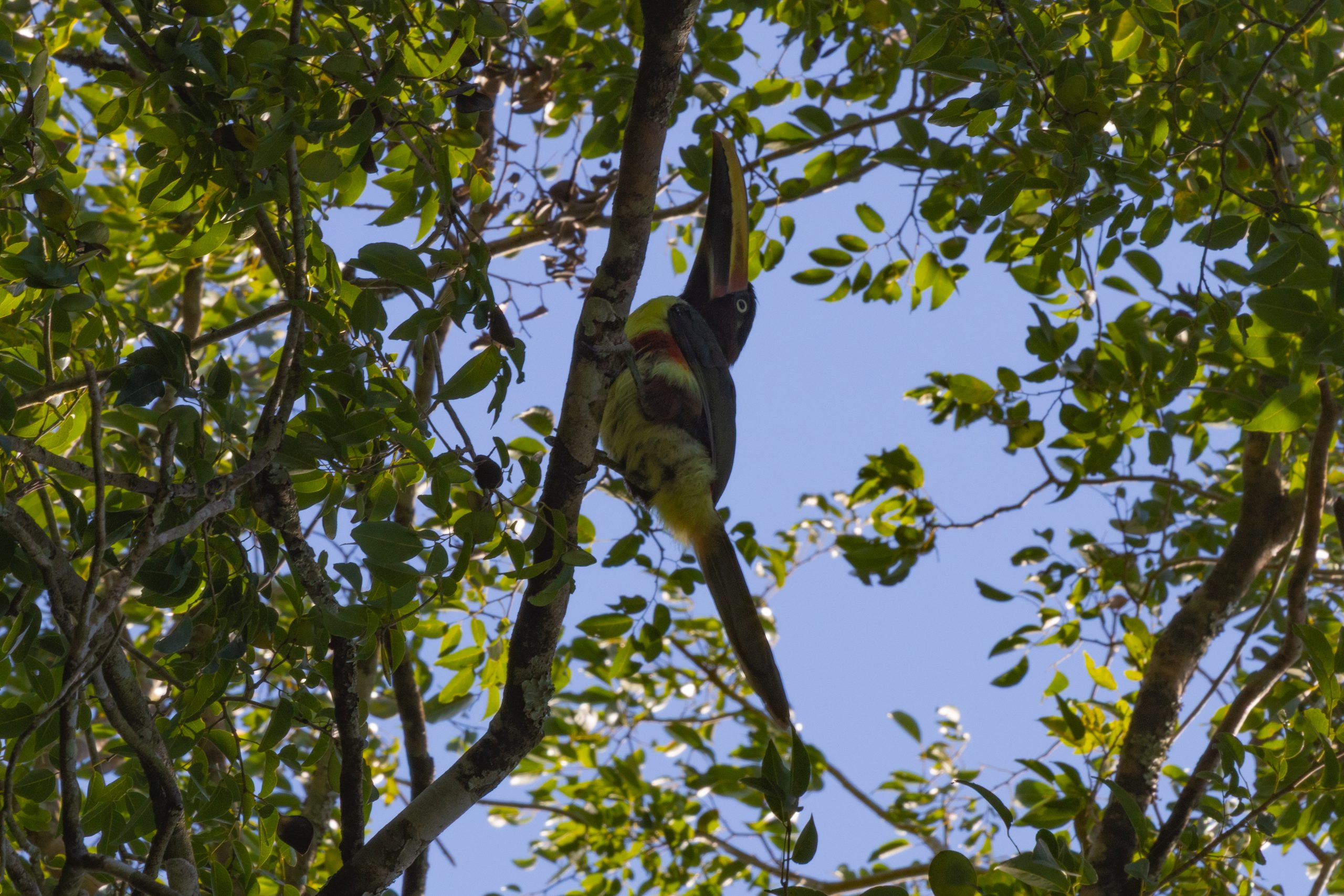 Black‑necked Aracari