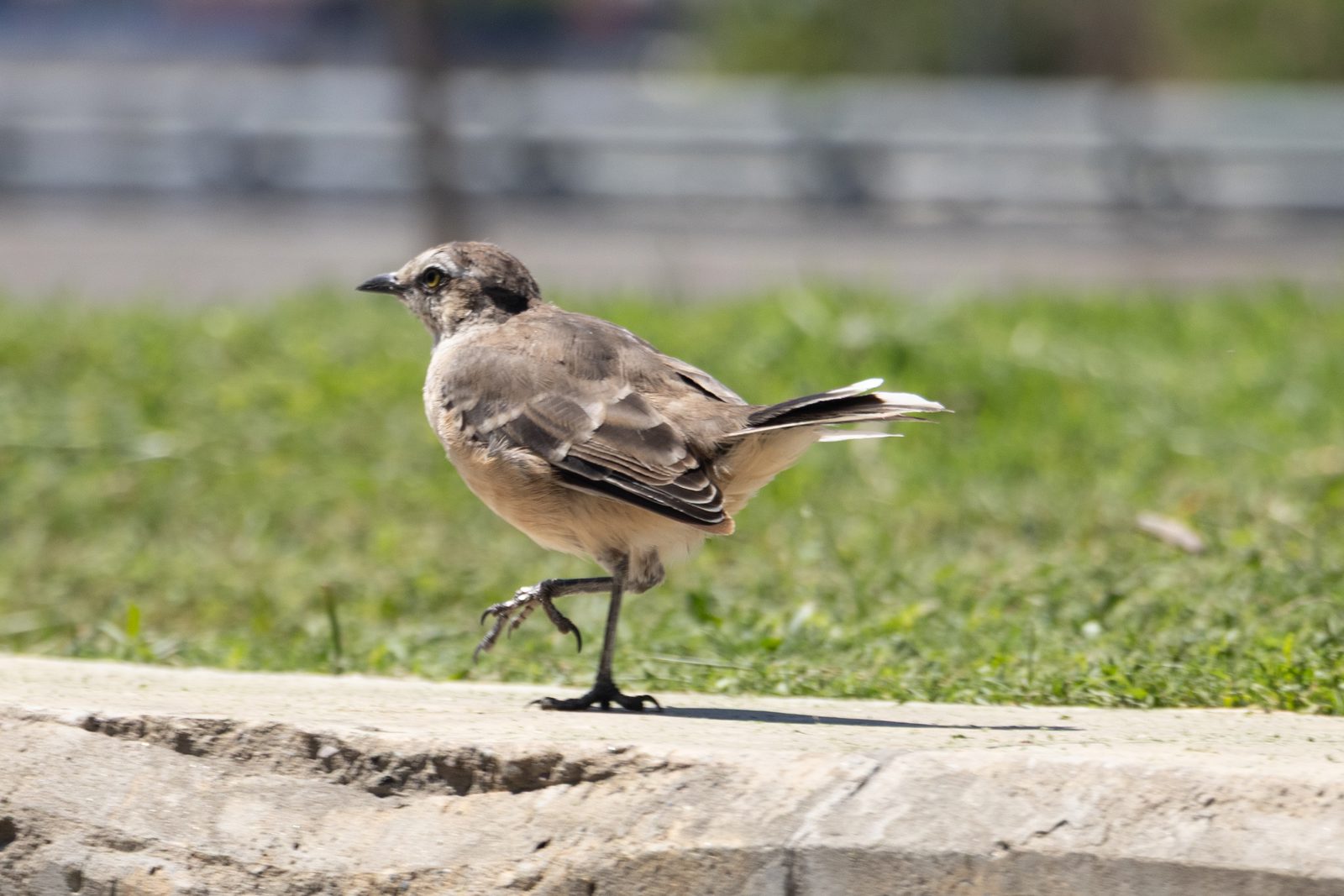 Chalk-browed Mockingbird (Mimus saturninus) walking along a path in Buenos Aires, Argentina.