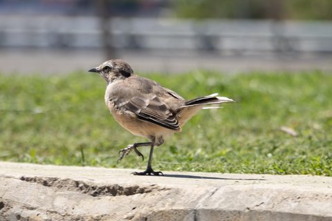 Chalk-browed Mockingbird