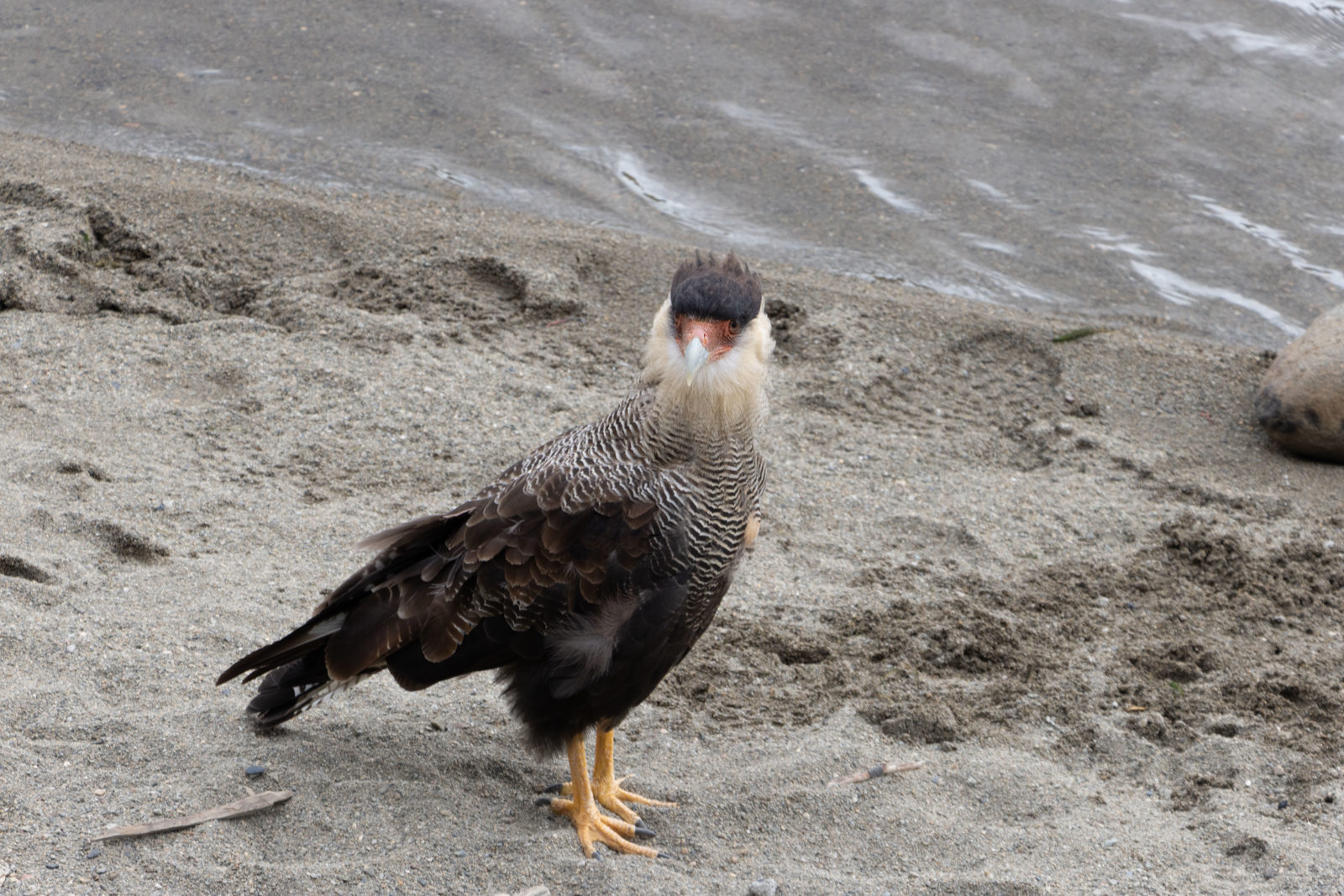 Southern Crested Caracara