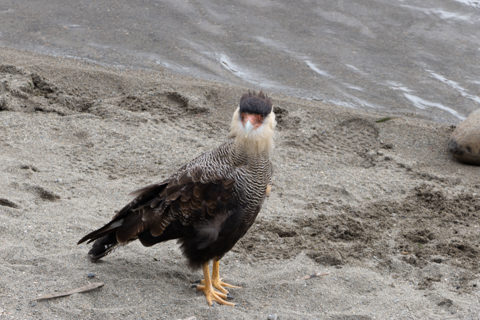 Southern Crested Caracara