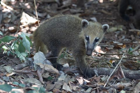 South American Coati