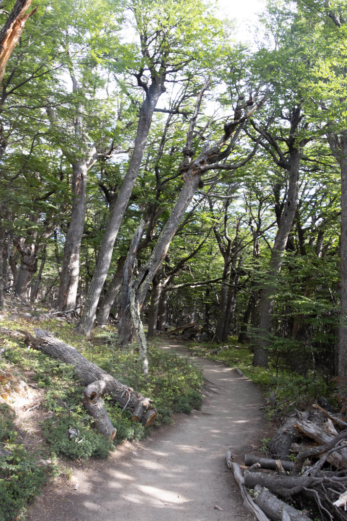 Path winding through lenga forest on the Fitz Roy trail towards Laguna Capri and Laguna de los Tres near El Chaltén.