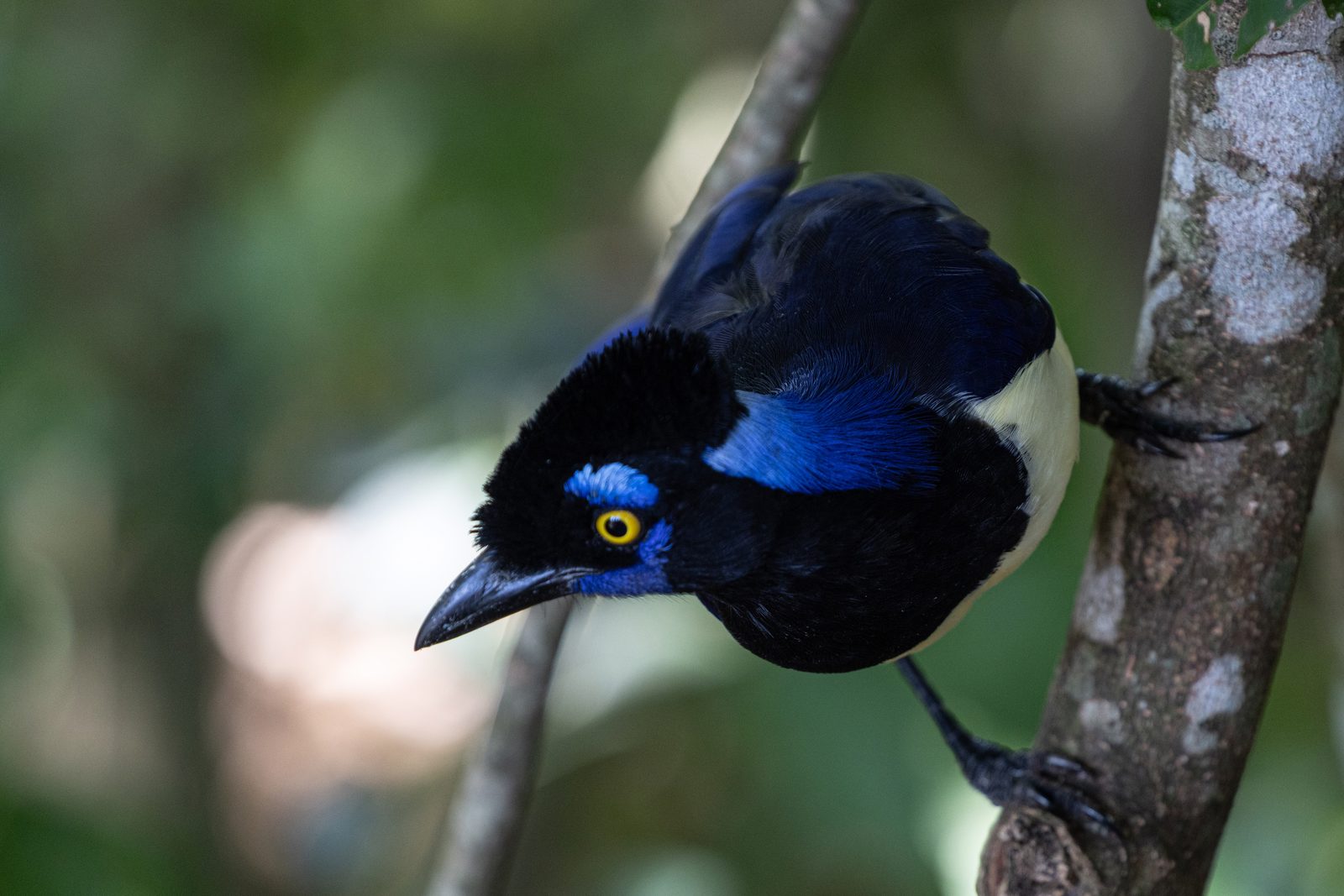 Close-up of a Plush-crested Jay perched on a tree in Iguazú National Park, Argentina.