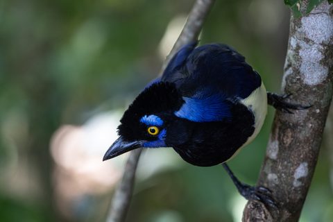 Plush‑crested Jay