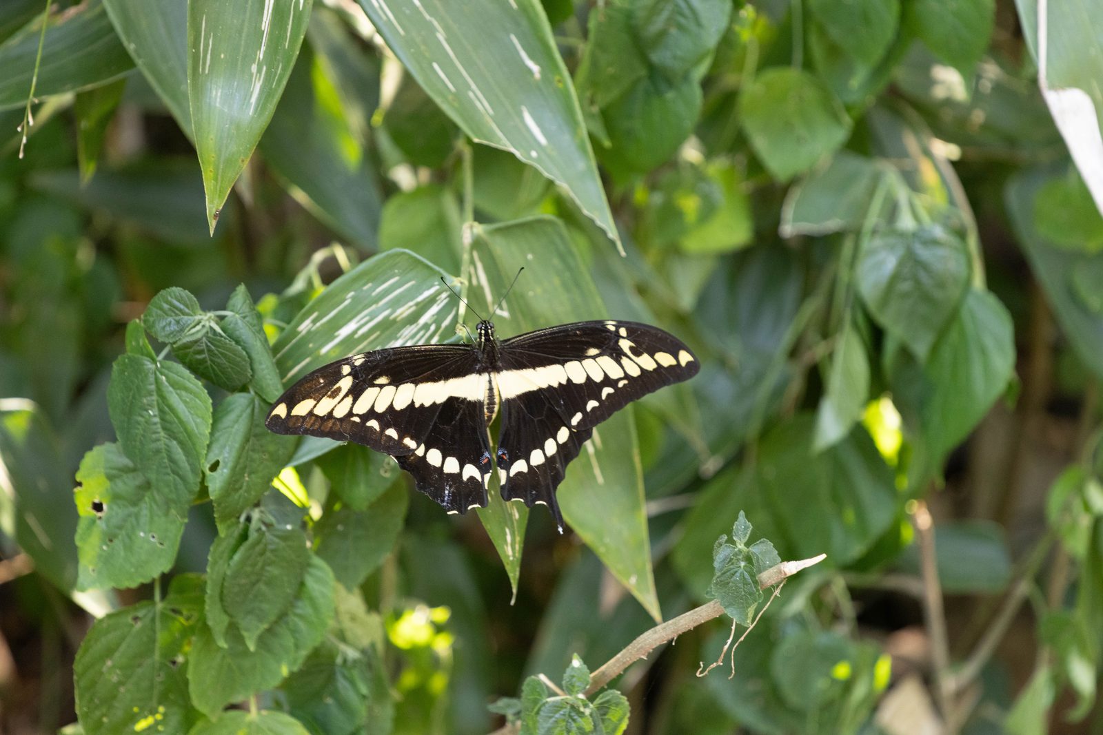 Polydamas Swallowtail butterfly resting on rainforest vegetation in Iguazú National Park, Argentina.