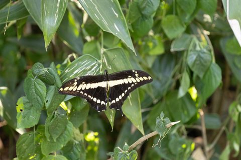Polydamas Swallowtail