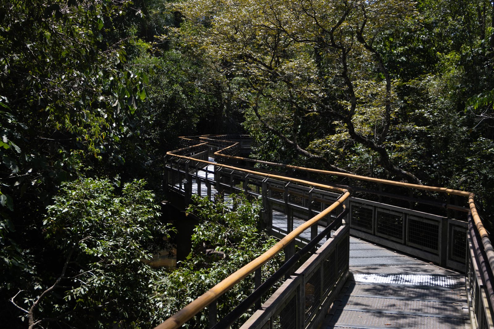 Elevated boardwalk winding through the rainforest in Iguazú National Park, Argentina.