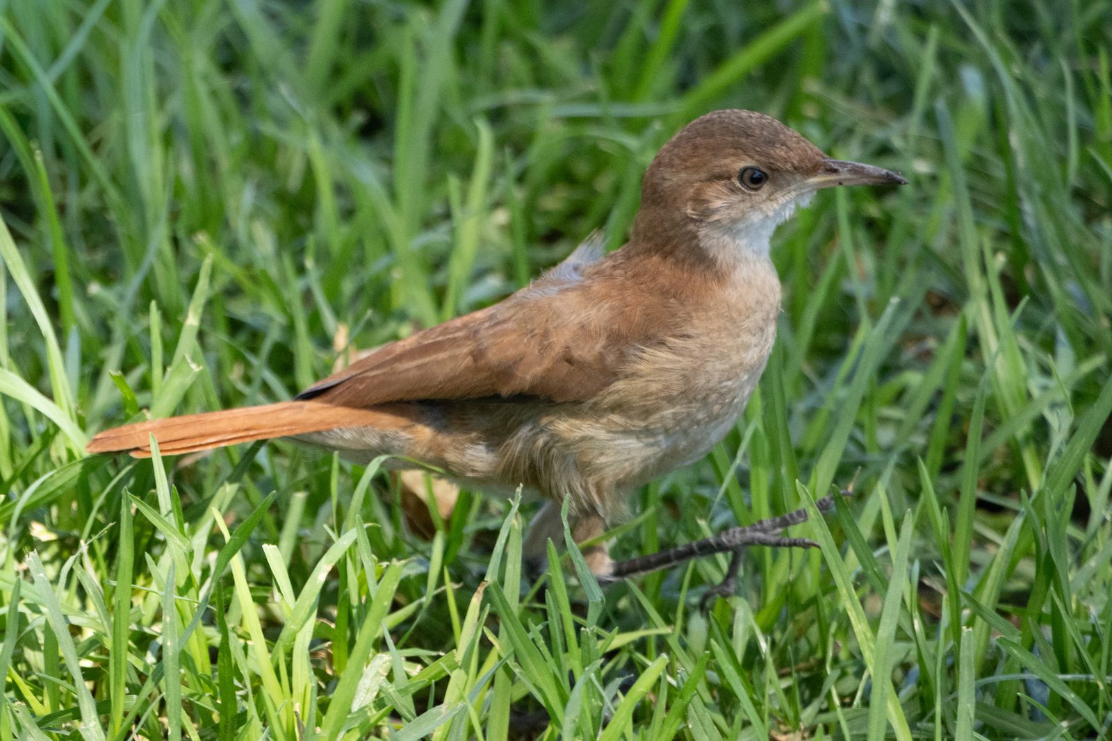 Rufous Hornero (Furnarius rufus), Argentina's national bird, foraging in the grass in Buenos Aires.