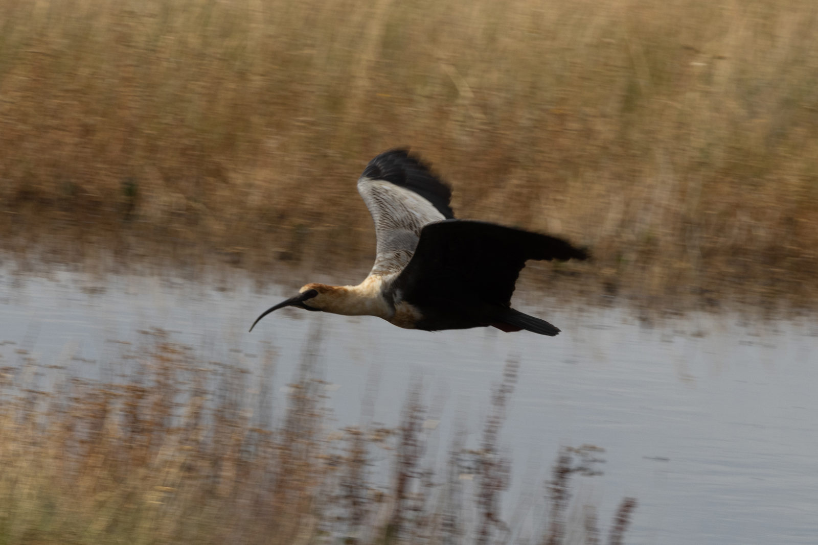 Black-faced Ibis