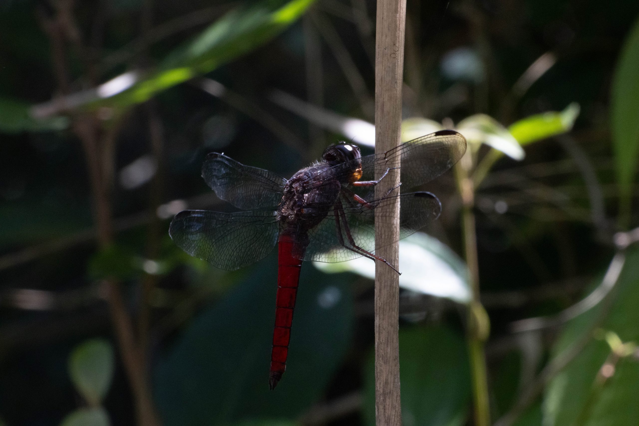 Red‑veined Darter