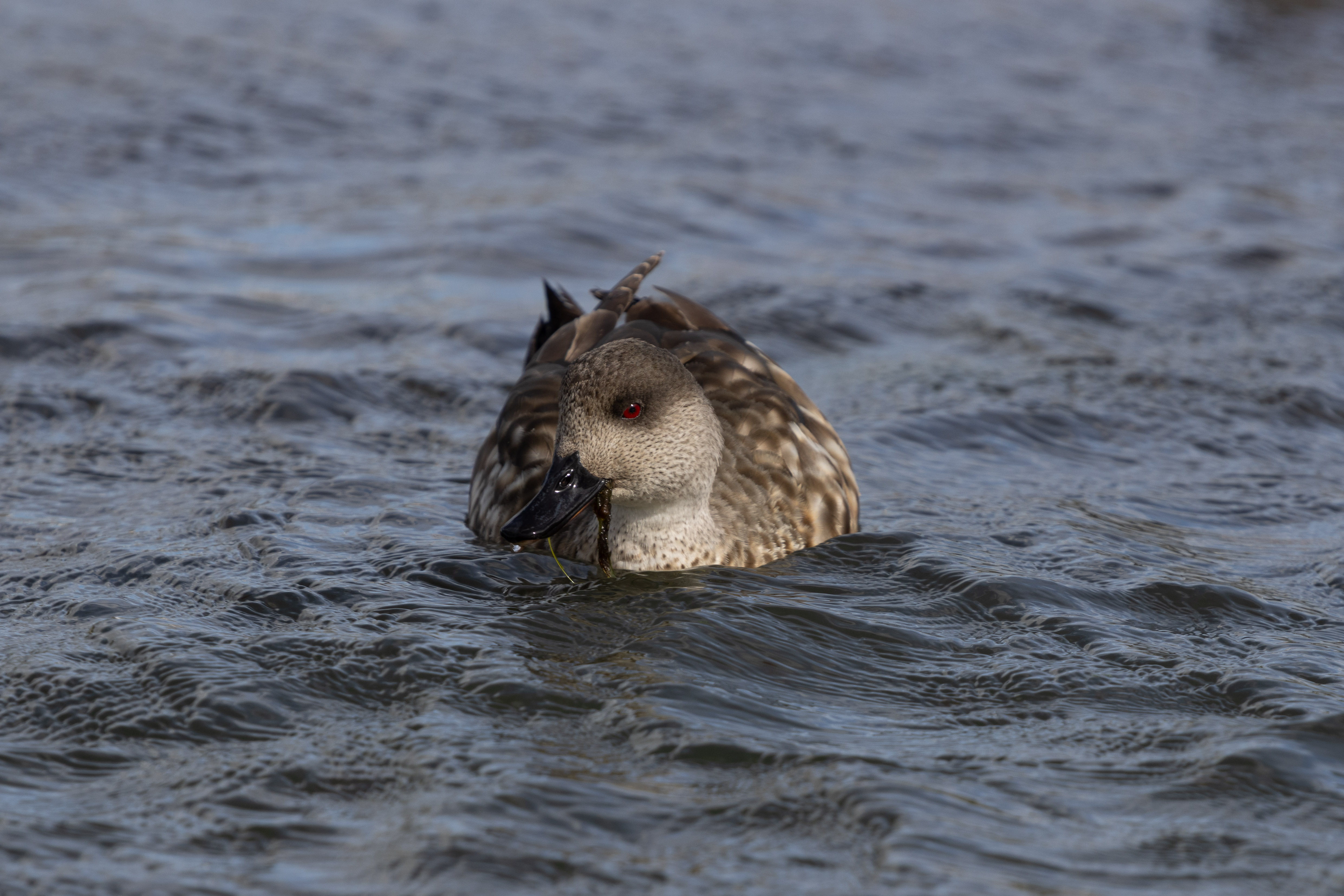 Crested duck