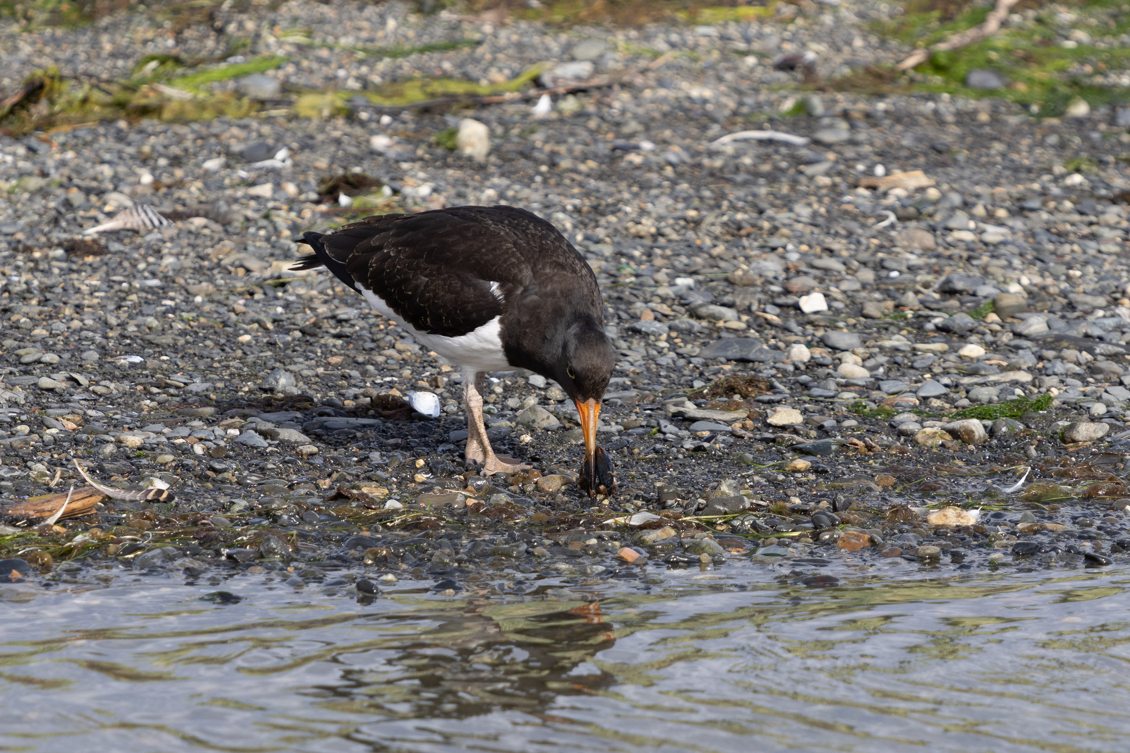 Magellanic Oystercatcher