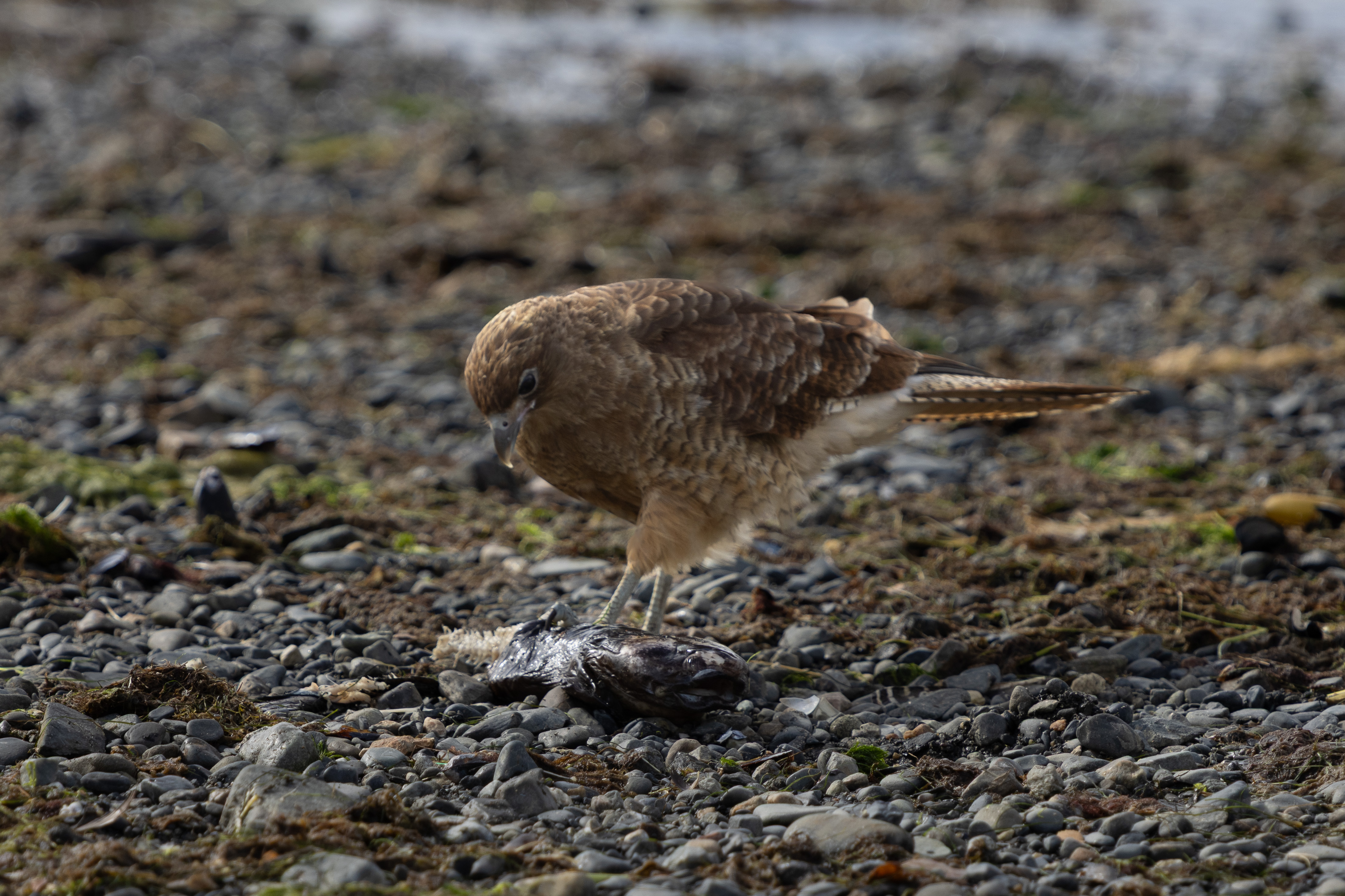 Chimango caracara
