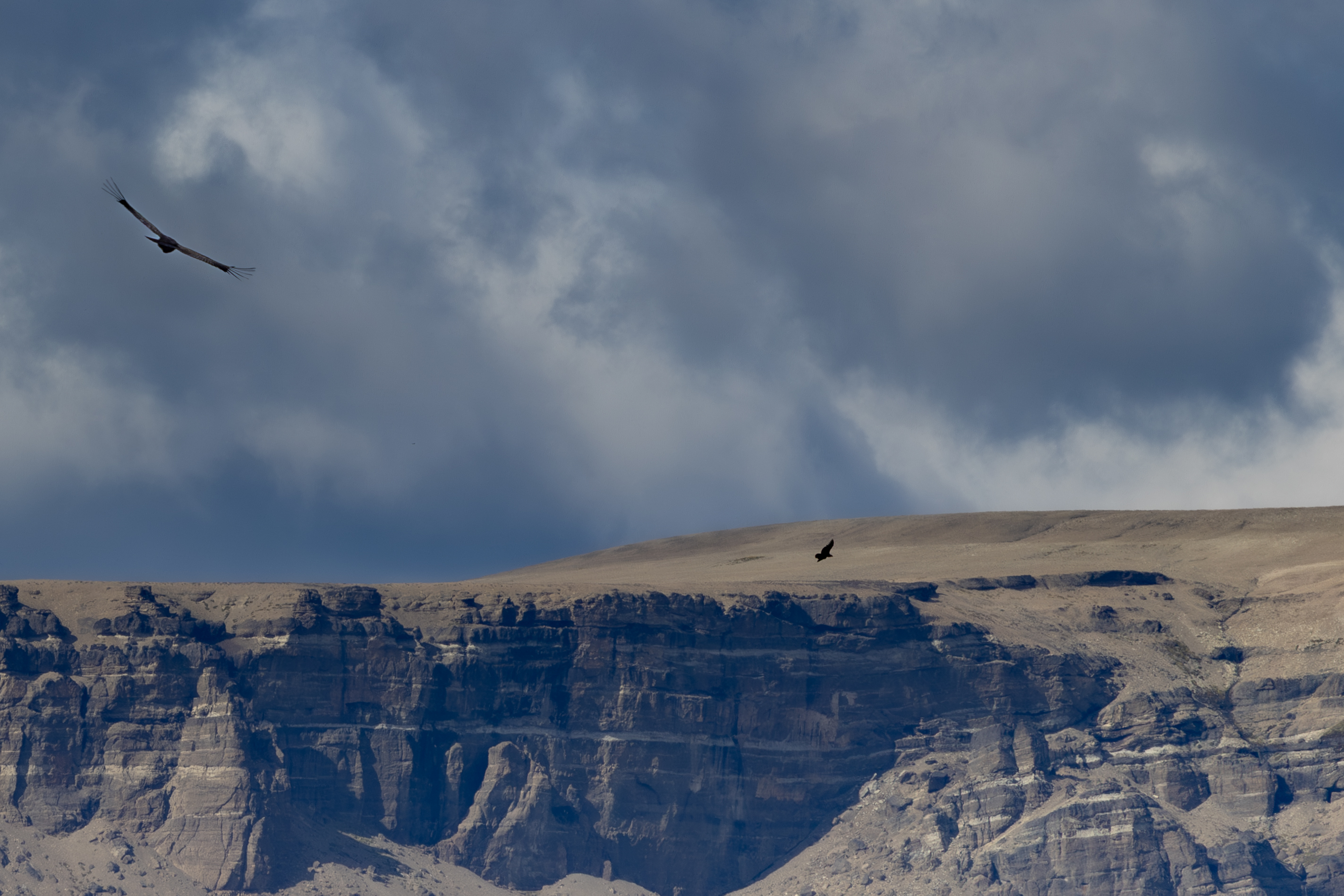 Andean condor