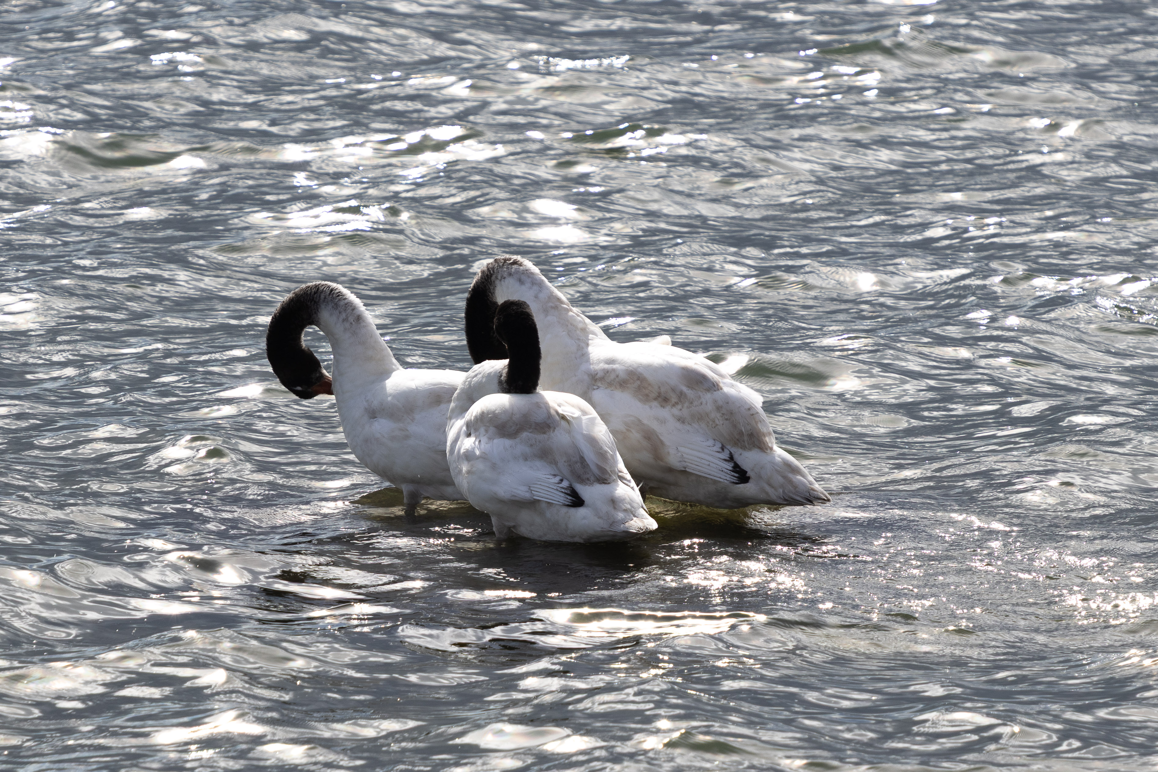 Black-necked swan