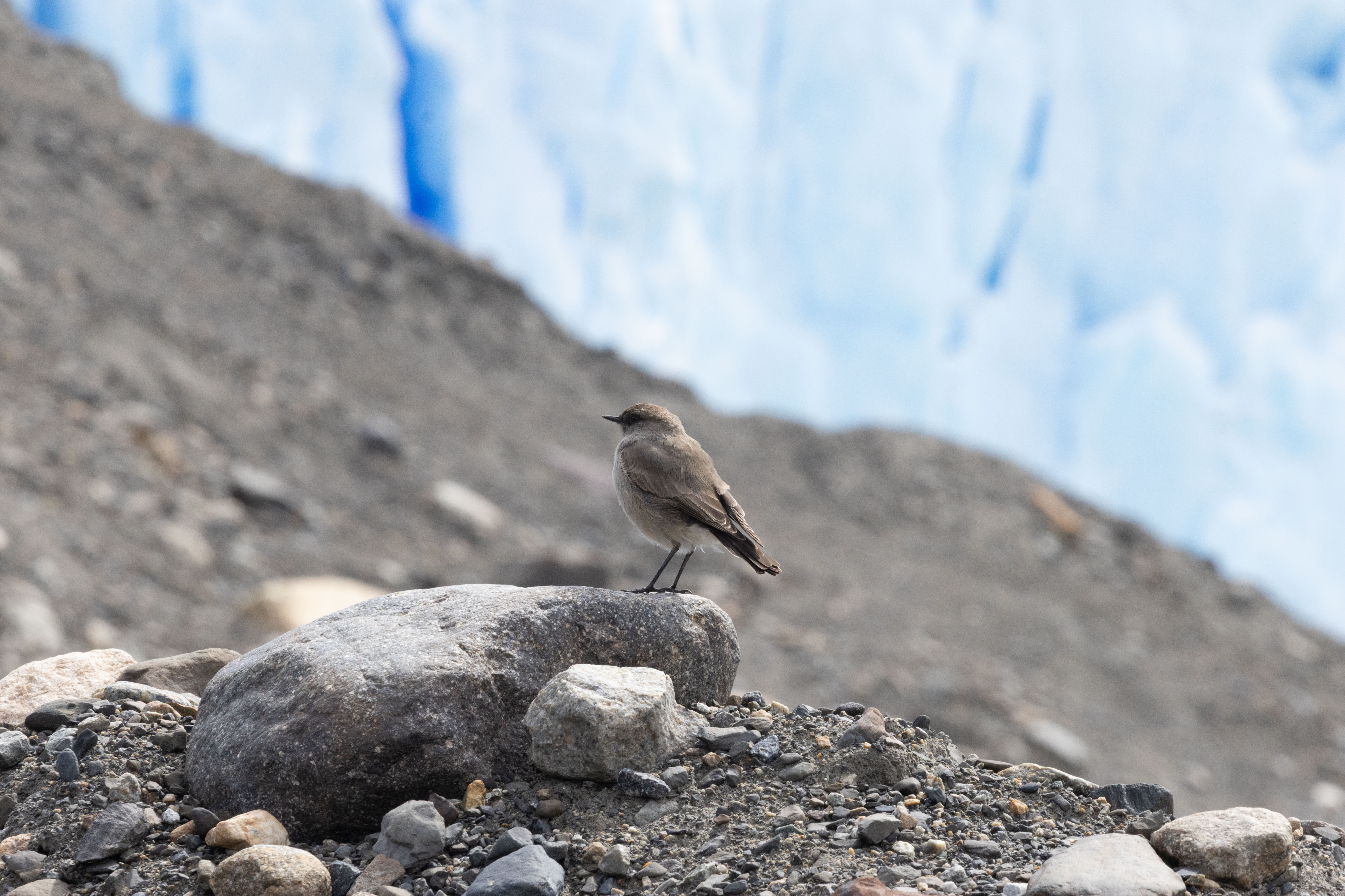 Dark-faced Ground Tyrant