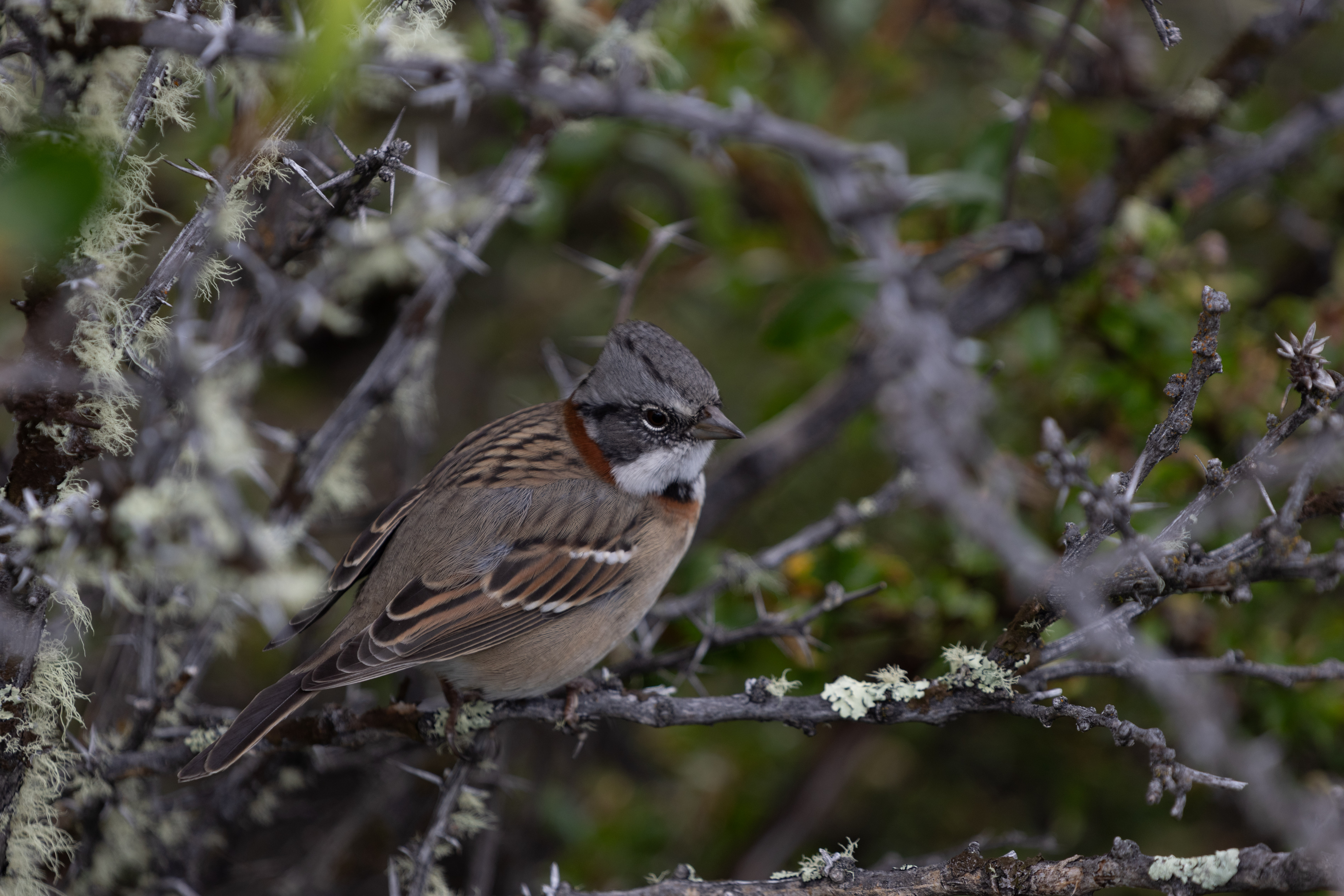 Rufous-collared Sparrow